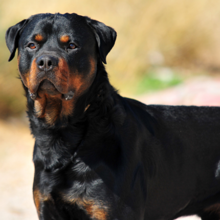 70% Of Change Fails Bollocks (3)