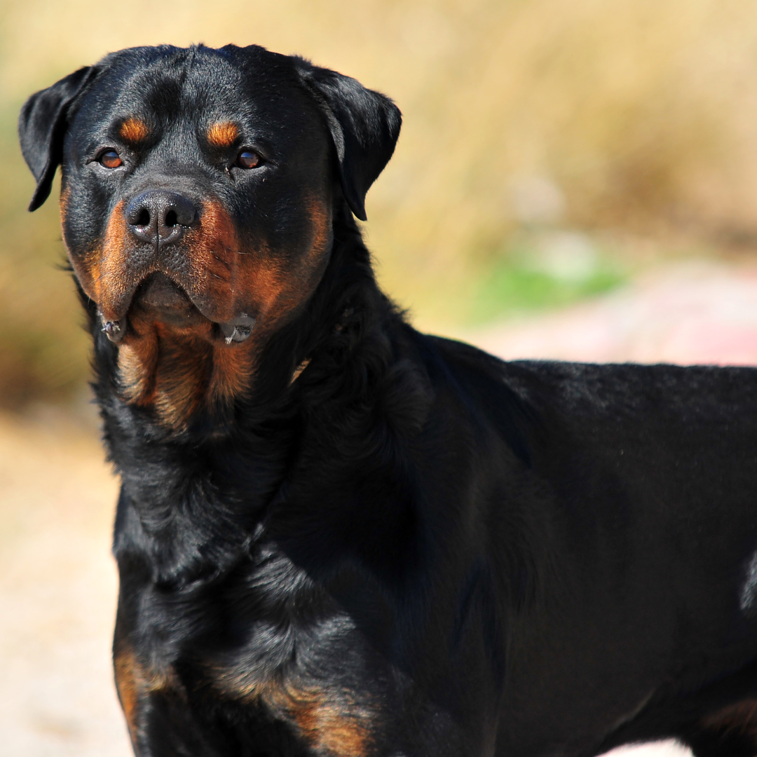 70% Of Change Fails Bollocks (3)